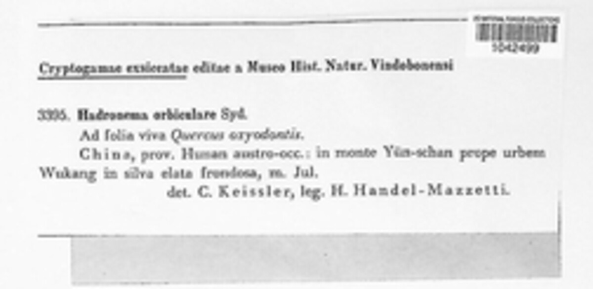 Hadronema orbiculare image